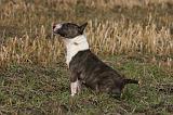 BULL TERRIER MINIATURE 321